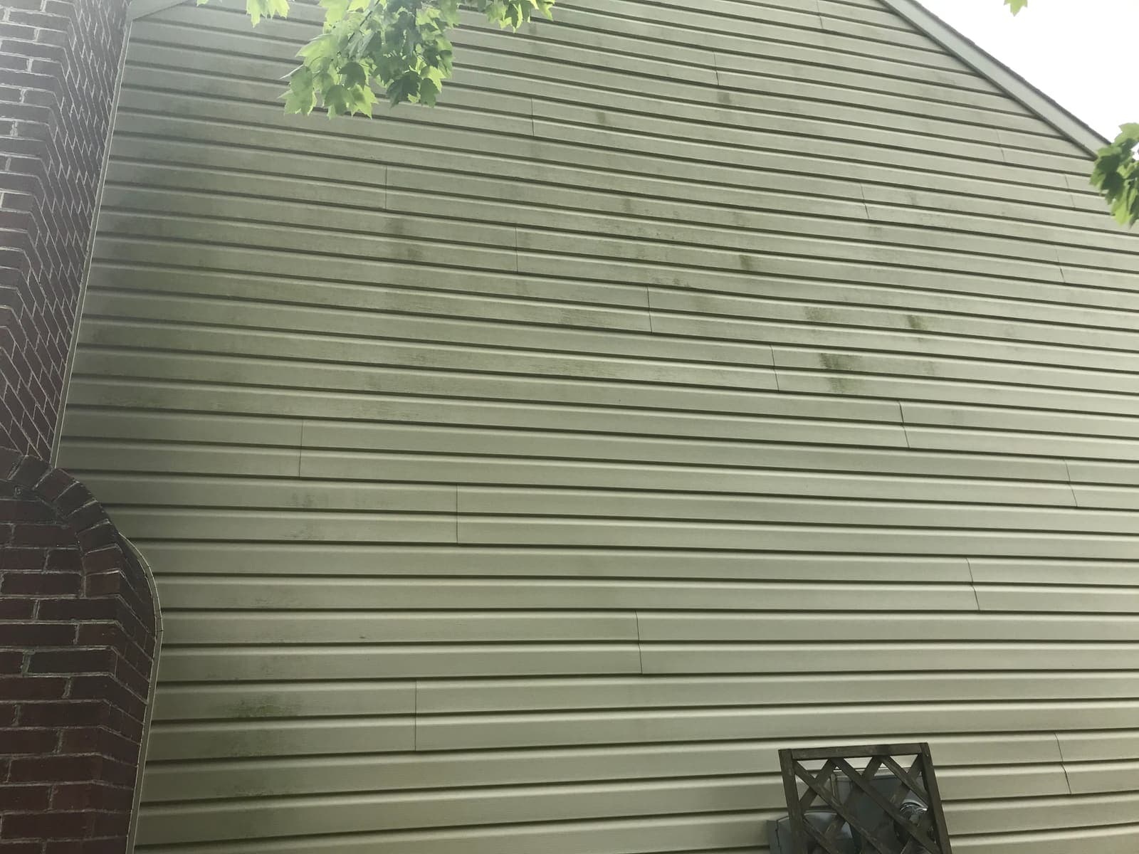 A siding wall almost fully green with algae growth