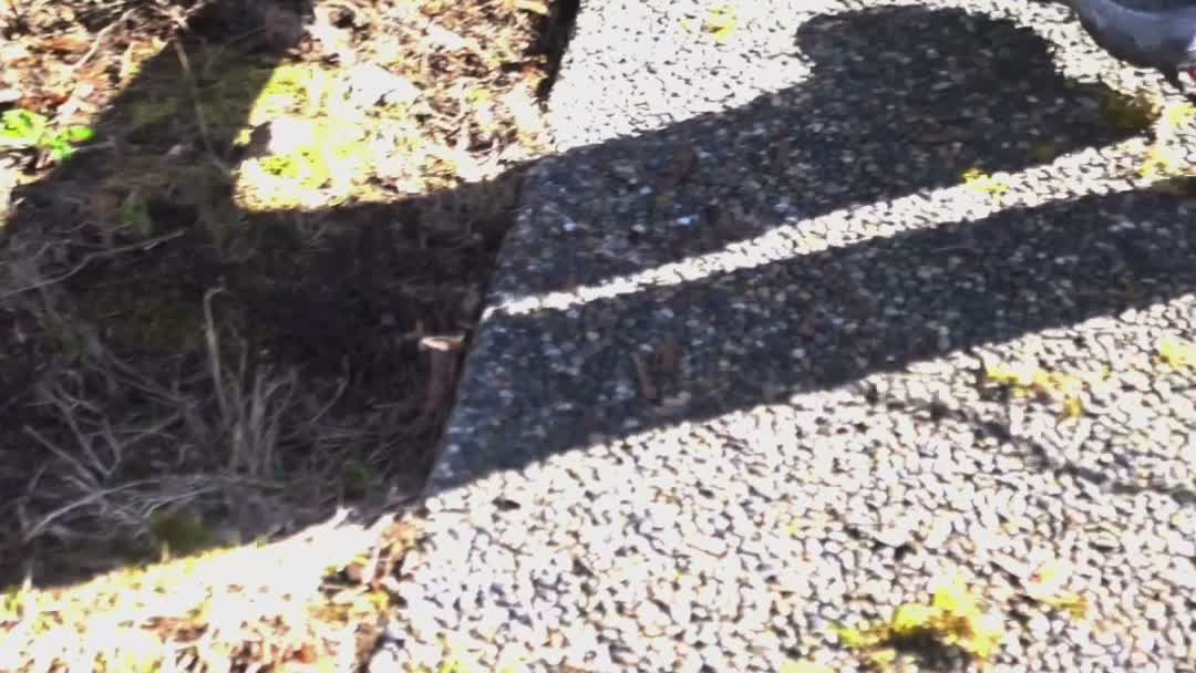 Close-up of the aggregate walkway edge showing the sharp line between cleaned stone and moss-covered surface
