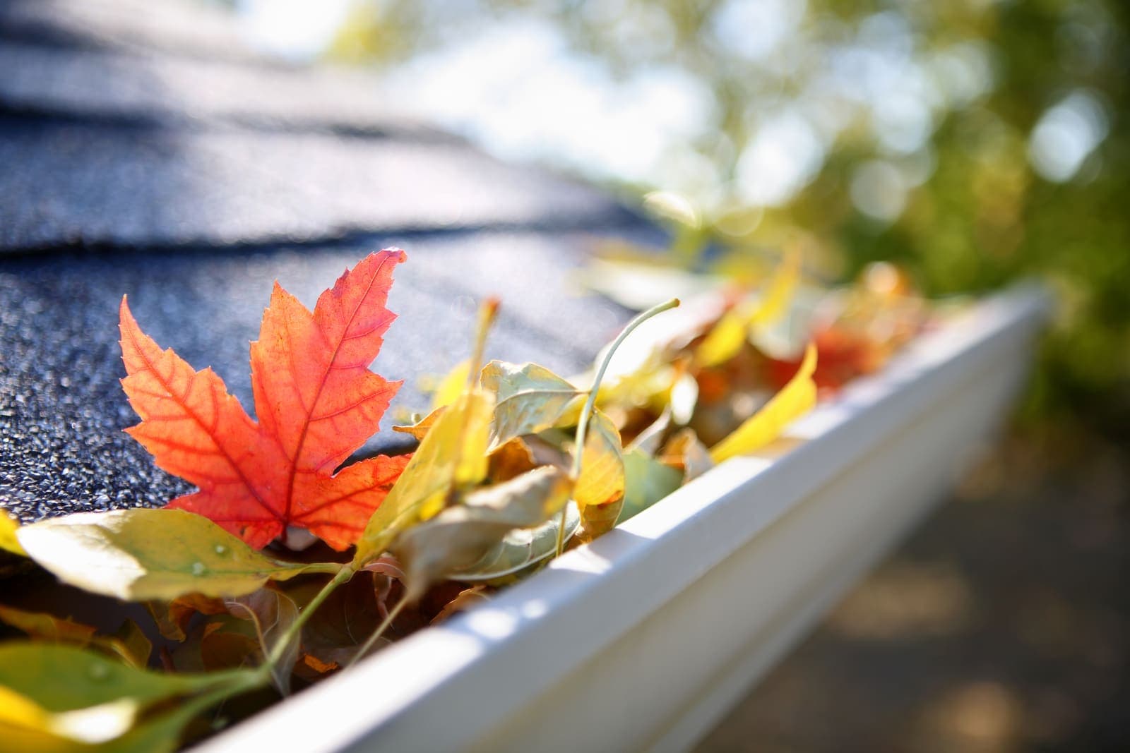 Close-up of a gutter packed with wet autumn leaves on a Lower Mainland home