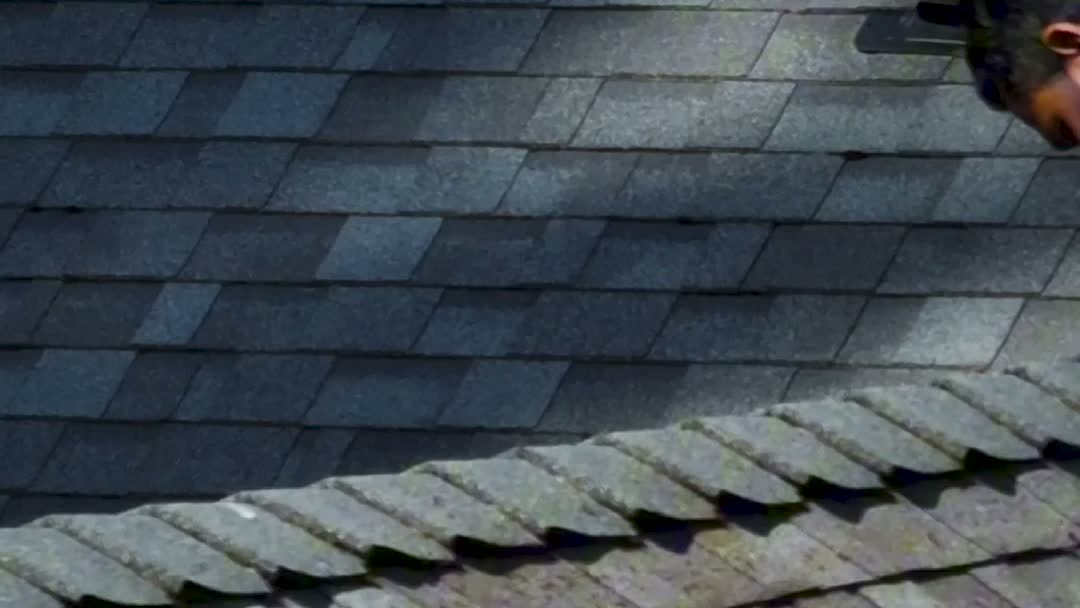 Moss lifting along shingle courses, revealing the condition of the shingles underneath